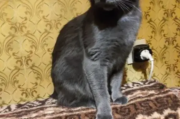 Объявления о пропавших и найденных животных, Санкт-Петербург, фото: Пропала кошка, Индустриальный пр. 38к2