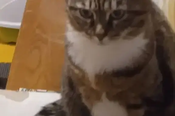 Кошки потеряшки, Пионерский, фото: Потеряшка кошка у парка Карася, Советская 1А