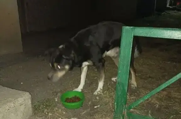 Собака у подъезда, Калмыкова 6, Магнитогорск