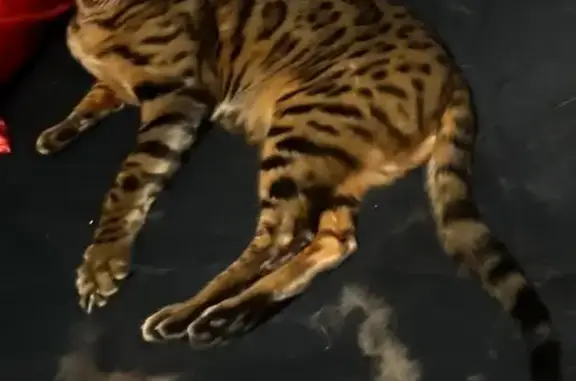 Кошки потеряшки, Санкт-Петербург, фото: Потеряшка кошка Кас, Ветеранов 4, СПб