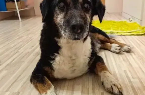 Найдена собака, Екатеринбург, фото: Собака найдена, Сибирский тракт, 15