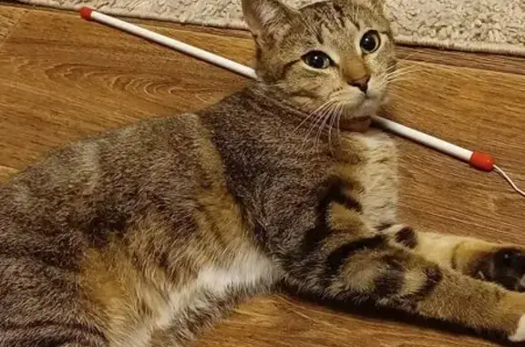 Пропал кот, Зелёная ул., 17, Иваново