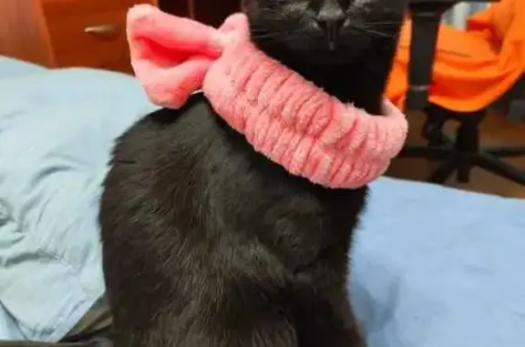 Кошки потеряшки, Томск, фото: Потеряшка черная кошка, ул. Репина, 10