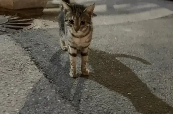 Кошка найдена, ул. Руднева, СПб