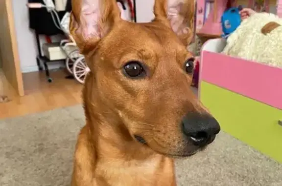 Собаки потеряшки, Санкт-Петербург, фото: Потеряшка собака, Благодатная ул., СПб