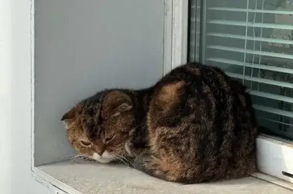 Кошка найдена, ул. Нагишкина, 2