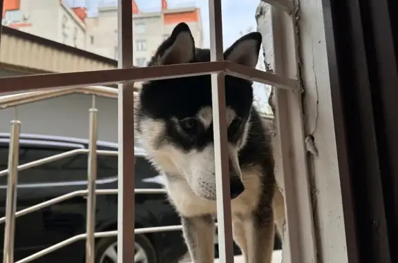 Некрупный мальчик, ул. Будённого, Краснодар