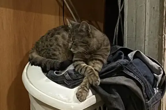 Кошки потеряшки, Нижний Новгород, фото: Потеряшка кошка, Мончегорская 6, Н. Новгород