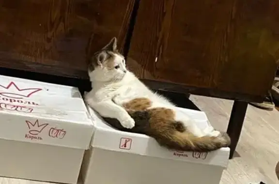 Кошки потеряшки, Нижний Новгород, фото: Потеряшка кошка Соня, Мончегорская 6