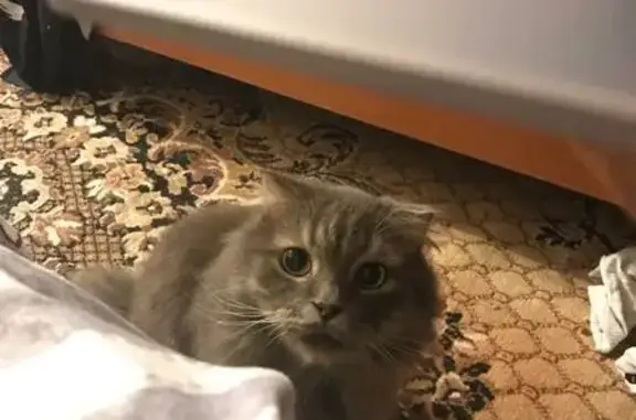 Пропала кошка, ул. Ленина 32, Карталы