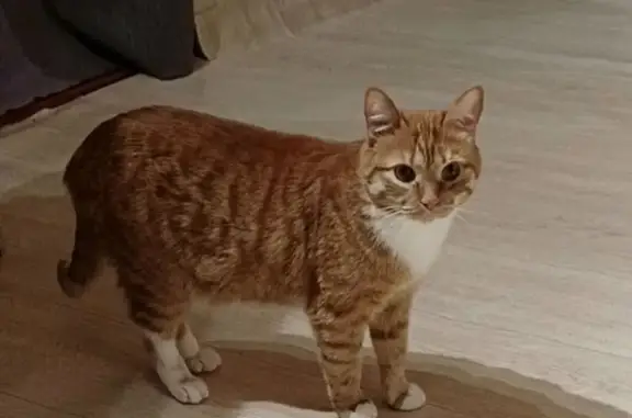 Кошки потеряшки, Уфа, фото: Потеряшка кошка, Уссурийская ул., 32, Уфа