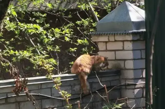 Потерялась кошка, Воронеж, Б. Стрелецкая 19