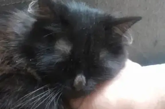 Потерянные животные Ханты-Мансийск, фото: Пропала чёрная кошка, Единства 8, Х-Мансийск