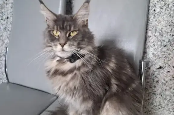 Пропала кошка в Анхимово, Белоусово