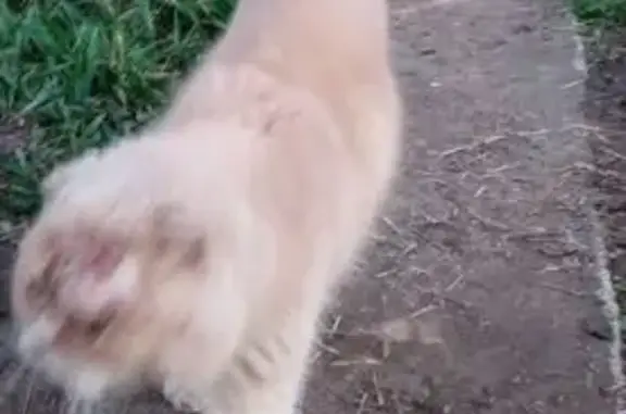 Кошка найдена, СНТ Импульс, участок 4С22