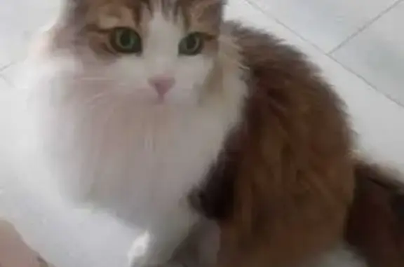 Найдена кошка, Волжский, фото: Кошка найдена, ул. Александрова 32, Волжский