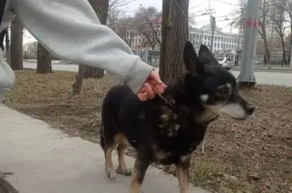Найдена собака, ул. Челюскинцев, Екб
