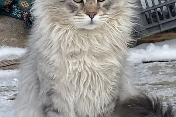 Пропал кот, с. Третья Падь, Сахалин