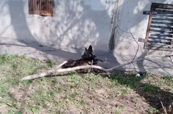 Собака найдена, ул. Доменщиков 11, Мгск