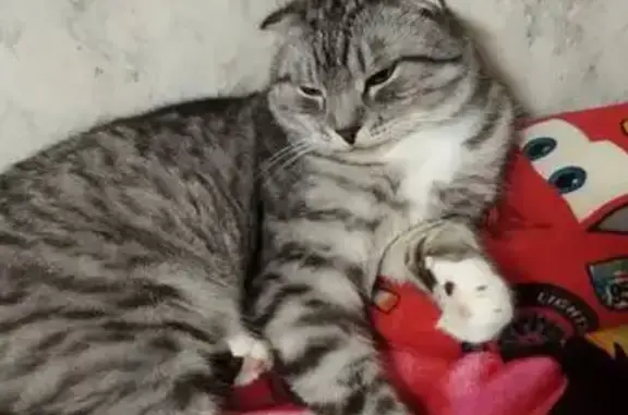 Кошки потеряшки, Кохма, фото: Потеряшка кошка, Курортная 15/6, Кохма