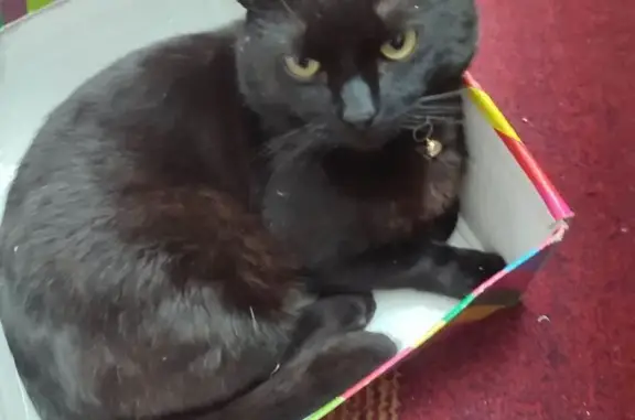 Кошки потеряшки, Брянск, фото: Потеряшка кошка, ул. Федюнинского, 5