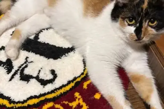 Кошки потеряшки, Московская область, фото: Потеряшка кошка в Сытьково, МО