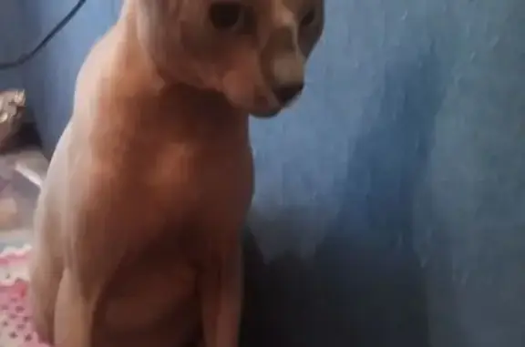 Сфинкс найден: пр. Ленина, 51, Кемерово