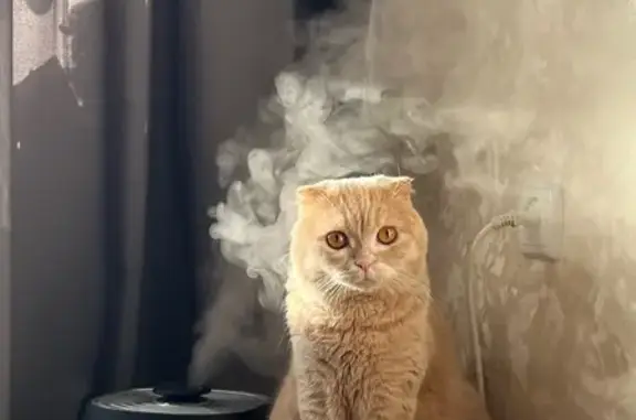 Кошки потеряшки, Саратов, фото: Потеряшка кошка, ул. Тархова, 21, Саратов