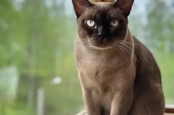 Потерянные животные Безводное, фото: Пропала кошка, Лесная ул., Безводное