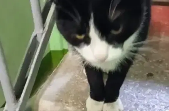 Кошка найдена: пр. Космонавтов, 61А