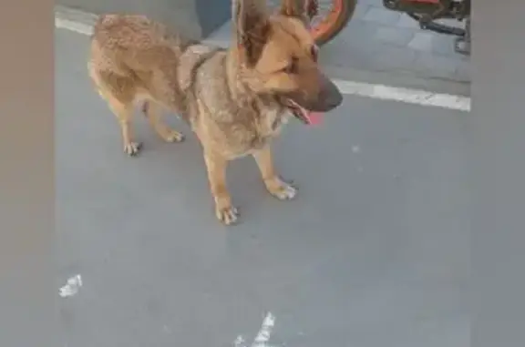 Найдена собака на ул. Плеханова, 31, Липецк