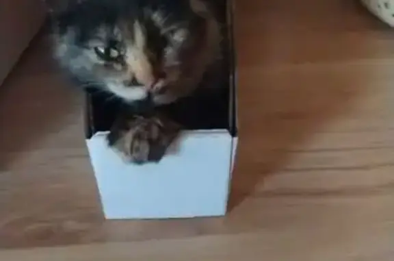 Найдена кошка, Севастополь, фото: Кошка найдена: ул. Дмитрия Ульянова, 11