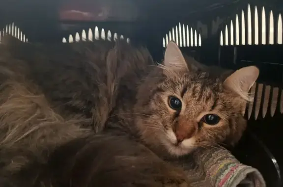 Кошка найдена, б-р Менделеева, Мурино