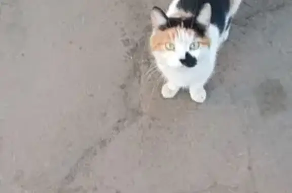 Кошка найдена на Дубнинской, 6А, Москва