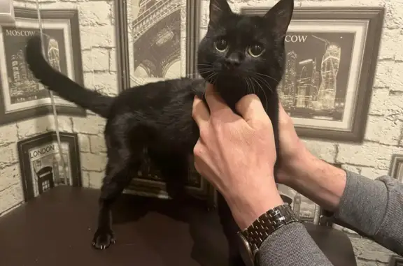 Найден черный котик, 32К-2, Новокузнецк