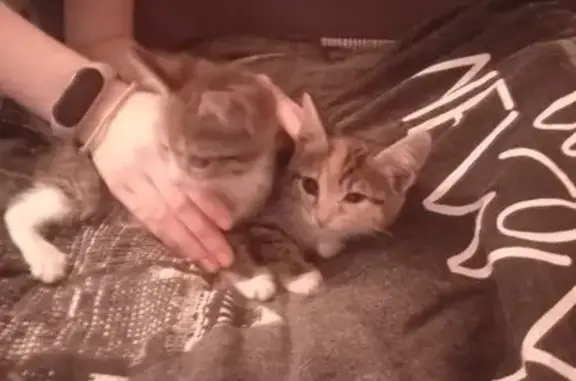 Кошка с котятами найдена на Бакунина, Томск