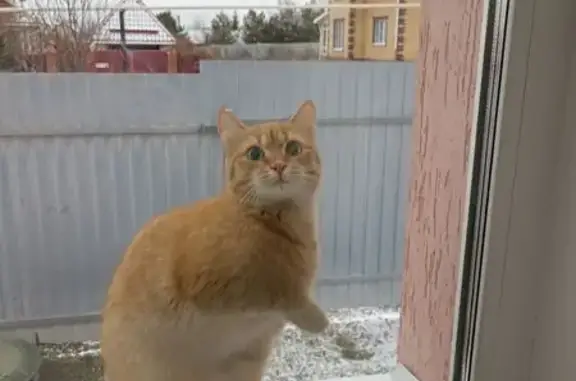 Кошки потеряшки, Завьялово, фото: Потеряшка рыжая кошка, ул. Рассветная 14