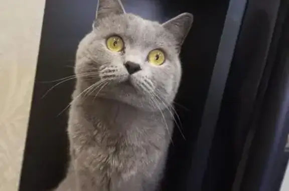 Кошки потеряшки, городской округ Новочеркасск, фото: Потеряшка кошка, Украинская ул., 4, Новочеркасск