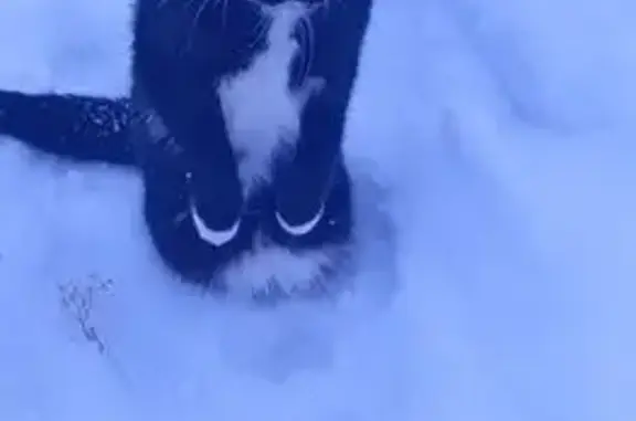 Кошки потеряшки, Асино, фото: Потеряшка кошка, ул. Мичурина, Асино