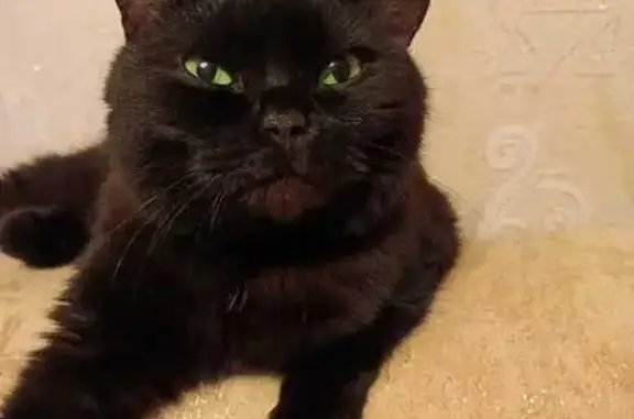 Найдена черная кошка, Пушкина 50А, Волжский