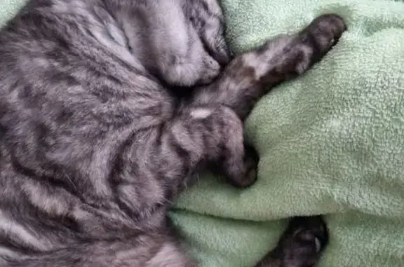 Кошки потеряшки, Раменское, фото: Потеряшка кот, Фабричный проезд, Раменское