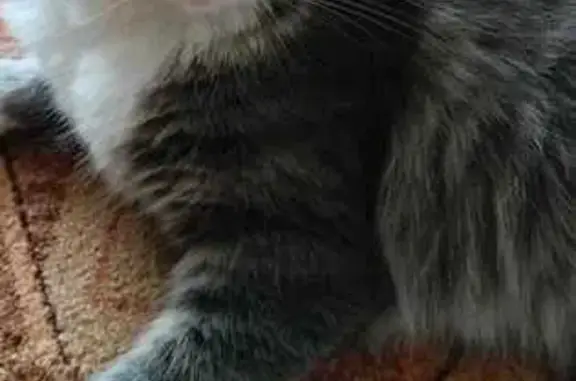 Кошки потеряшки, Великий Новгород, фото: Потеряшка кошка, Ломоносова 2, Вел. Новгород