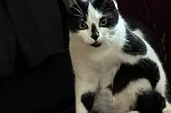 Кошки потеряшки, Торжок, фото: Потеряшка кот, Кузнечная ул. 8, Торжок