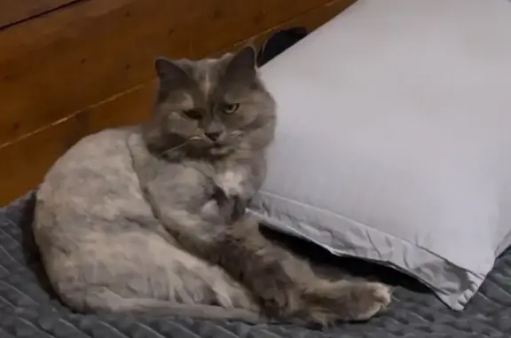 Кошки потеряшки, Ростов-на-Дону, фото: Потеряшка кошка, Казахская ул. 80, Ростов