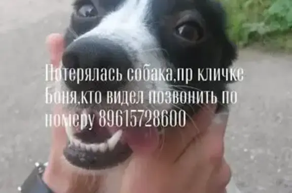 Пропала собака, Мозырьская 1, Пермь
