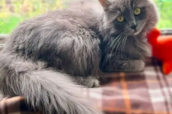 Пропала кошка, ул. Шкатова, 23, Липецк