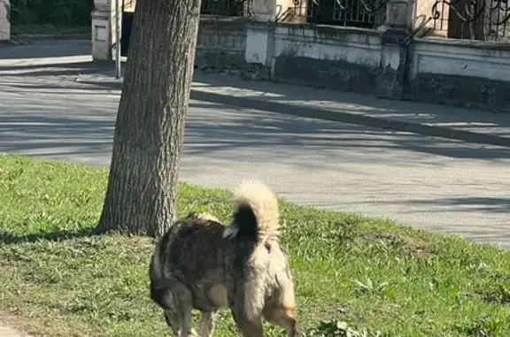 Собака найдена на Рыбацкой, 46, Тверь