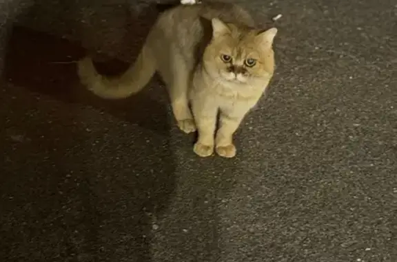Кошка найдена у подъезда на Чуйкова, 31