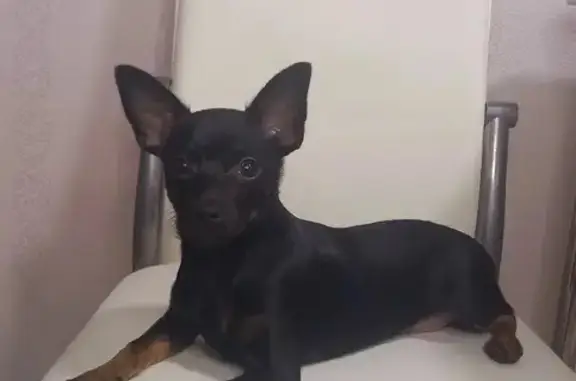 Собаки потеряшки, Куртамыш, фото: Потеряшка собака, Октябрьская 32, Куртамыш