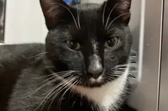 Кошки потеряшки, Екатеринбург, фото: Потеряшка кошка, Расточная ул. 35, Екб